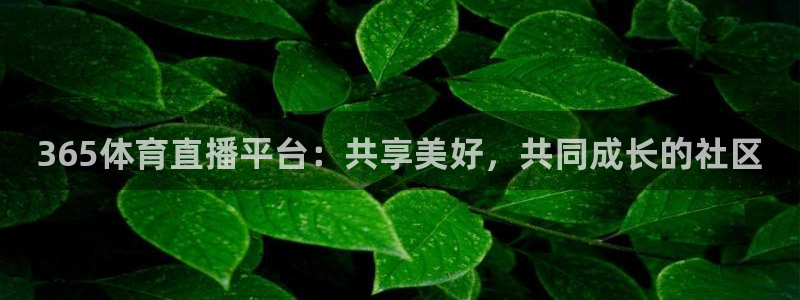 蜘蛛nba直播免费观看