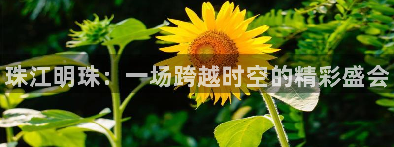 蜘蛛直播nba免费观看篮球