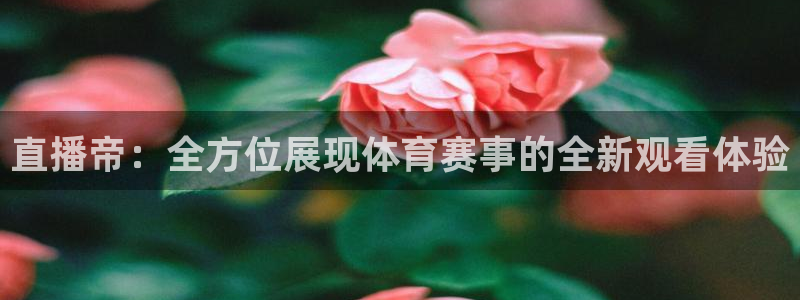 蜘蛛体育免费直播