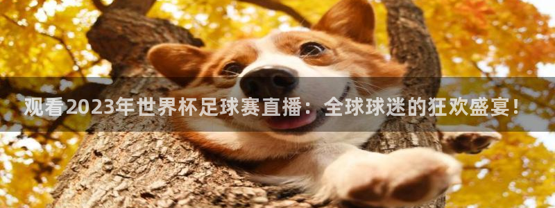 蜘蛛体育免费直播nba：观看2023年世界杯足球赛直播：全球球迷的狂欢盛宴！